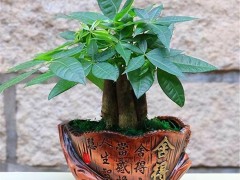 發(fā)財樹能在客廳養(yǎng)嗎？發(fā)財樹的養(yǎng)護(hù)方法有哪些呢？
