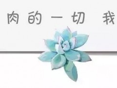 給綠植打造高級(jí)感，不如從花盆入手