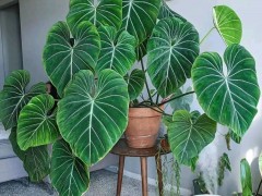 客廳最適合養(yǎng)大型綠植，這6種新型植物，好看好養(yǎng)護(hù)，養(yǎng)人養(yǎng)心，吉利又旺家