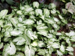 室內好養(yǎng)的幾種耐陰植物，給點水就活！