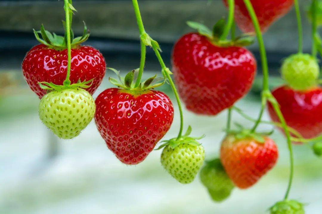 農藥排名前十_農藥排行榜前十_農藥前十強