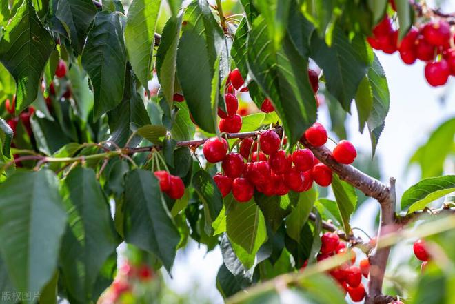 櫻桃樹(shù)的種植與管理_櫻桃樹(shù)種植管理技術(shù)_櫻桃樹(shù)栽培技術(shù)與管理