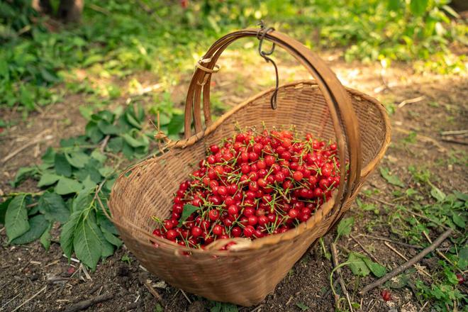 櫻桃樹(shù)的種植與管理_櫻桃樹(shù)栽培技術(shù)與管理_櫻桃樹(shù)種植管理技術(shù)