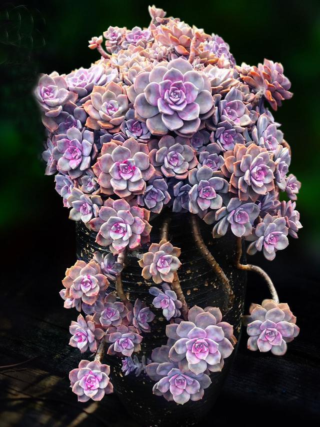 像多肉的花上面是粉色的_粉色的多肉有哪些品種_粉色的多肉怎么養