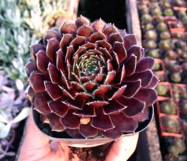 像多肉的花上面是粉色的_粉色的多肉怎么養_粉色的多肉有哪些品種