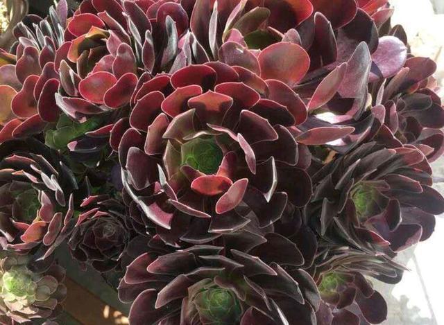 粉色的多肉怎么養_粉色的多肉有哪些品種_像多肉的花上面是粉色的