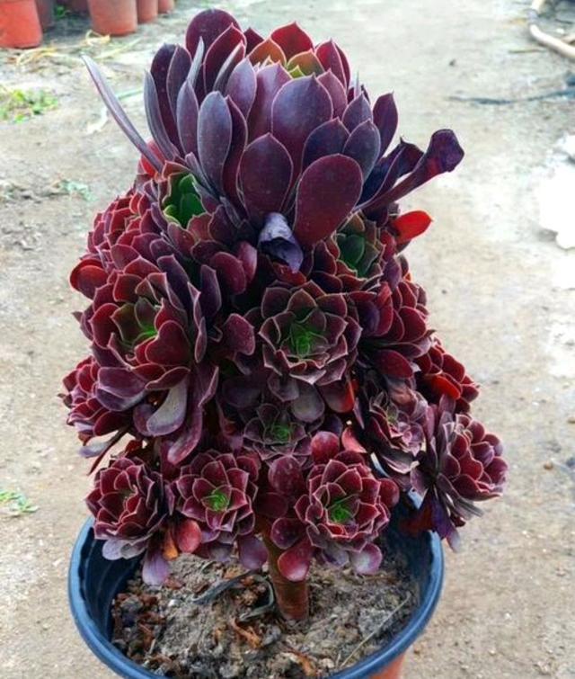 粉色的多肉有哪些品種_粉色的多肉怎么養_像多肉的花上面是粉色的