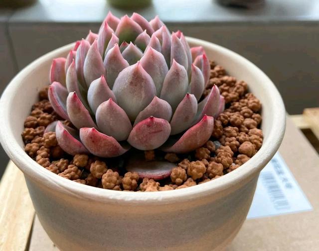 粉色的多肉有哪些品種_粉色的多肉怎么養_像多肉的花上面是粉色的