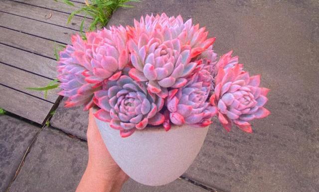 粉色的多肉有哪些品種_粉色的多肉怎么養_像多肉的花上面是粉色的