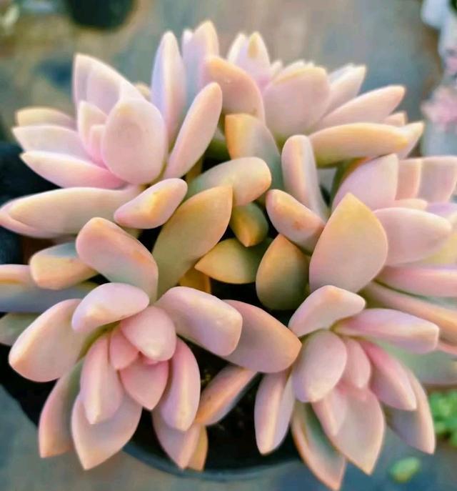 像多肉的花上面是粉色的_粉色的多肉怎么養_粉色的多肉有哪些品種