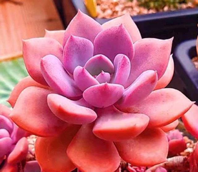 粉色的多肉怎么養_粉色的多肉有哪些品種_像多肉的花上面是粉色的