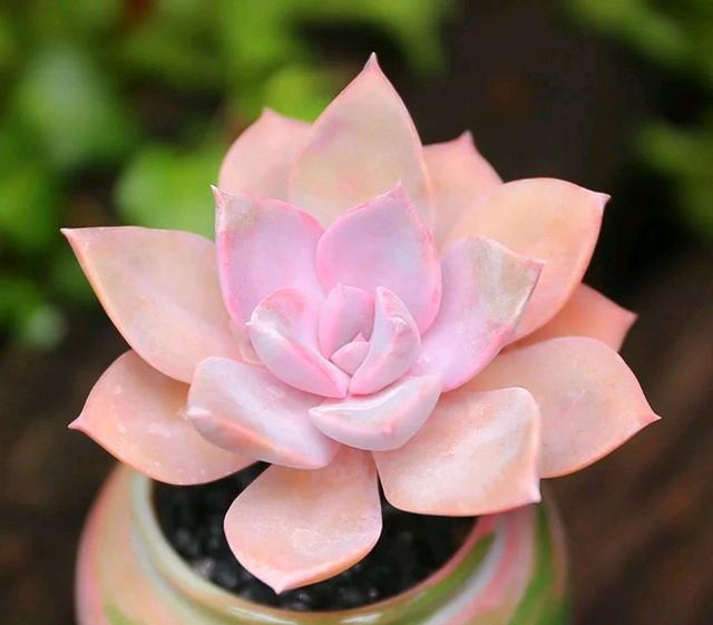 像多肉的花上面是粉色的_粉色的多肉有哪些品種_粉色的多肉怎么養