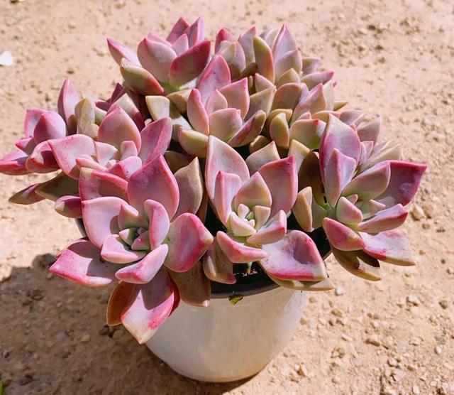 粉色的多肉怎么養_像多肉的花上面是粉色的_粉色的多肉有哪些品種