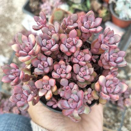 像多肉的花上面是粉色的_粉色的多肉怎么養_粉色的多肉有哪些品種