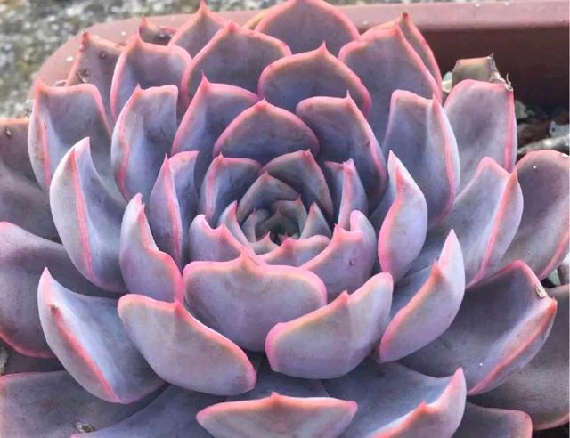 粉色的多肉有哪些品種_粉色的多肉怎么養_像多肉的花上面是粉色的