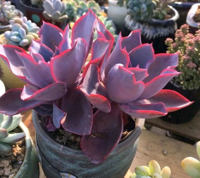 粉色的多肉有哪些品種_粉色的多肉怎么養_像多肉的花上面是粉色的