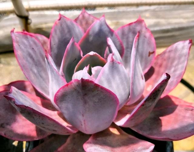 粉色的多肉怎么養_像多肉的花上面是粉色的_粉色的多肉有哪些品種