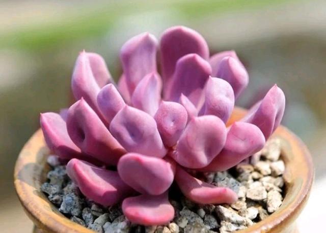粉色的多肉怎么養_粉色的多肉有哪些品種_像多肉的花上面是粉色的