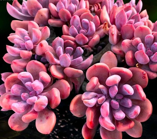 粉色的多肉有哪些品種_像多肉的花上面是粉色的_粉色的多肉怎么養
