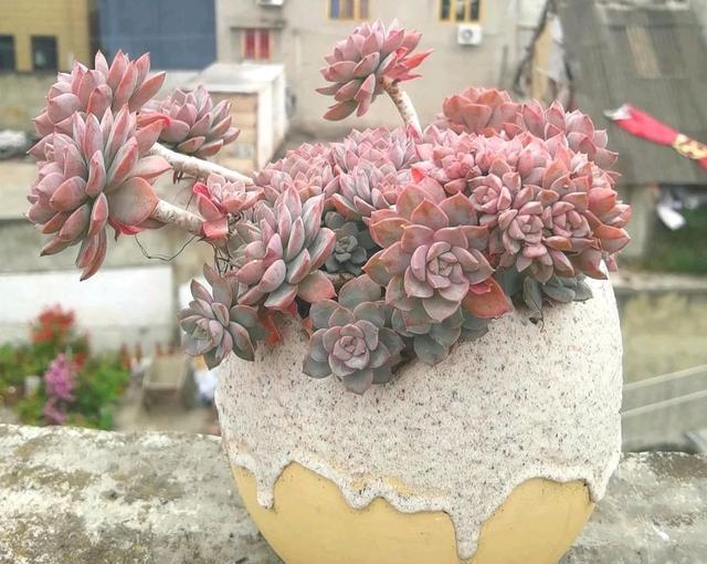 像多肉的花上面是粉色的_粉色的多肉怎么養_粉色的多肉有哪些品種