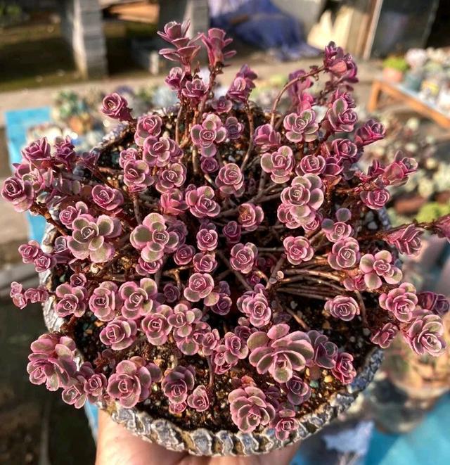 像多肉的花上面是粉色的_粉色的多肉有哪些品種_粉色的多肉怎么養