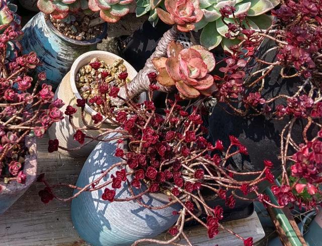 粉色的多肉怎么養_像多肉的花上面是粉色的_粉色的多肉有哪些品種