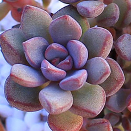 粉色的多肉怎么養_粉色的多肉有哪些品種_像多肉的花上面是粉色的