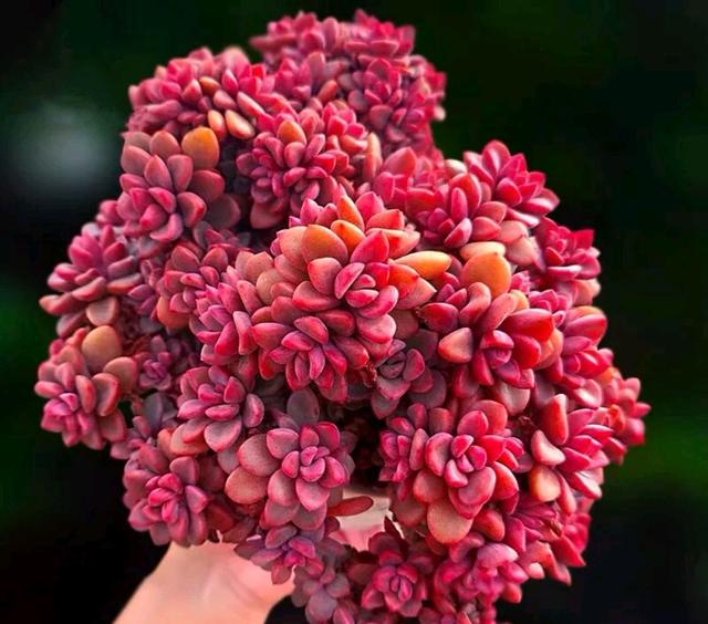 像多肉的花上面是粉色的_粉色的多肉怎么養_粉色的多肉有哪些品種