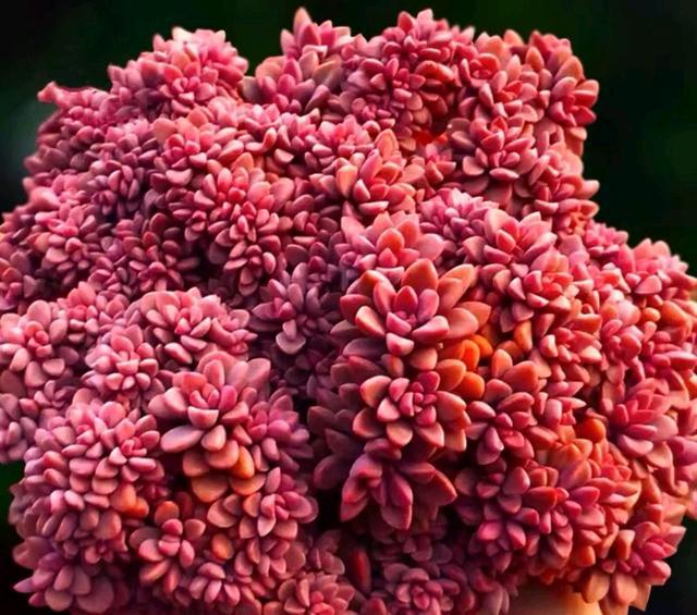 粉色的多肉有哪些品種_粉色的多肉怎么養_像多肉的花上面是粉色的