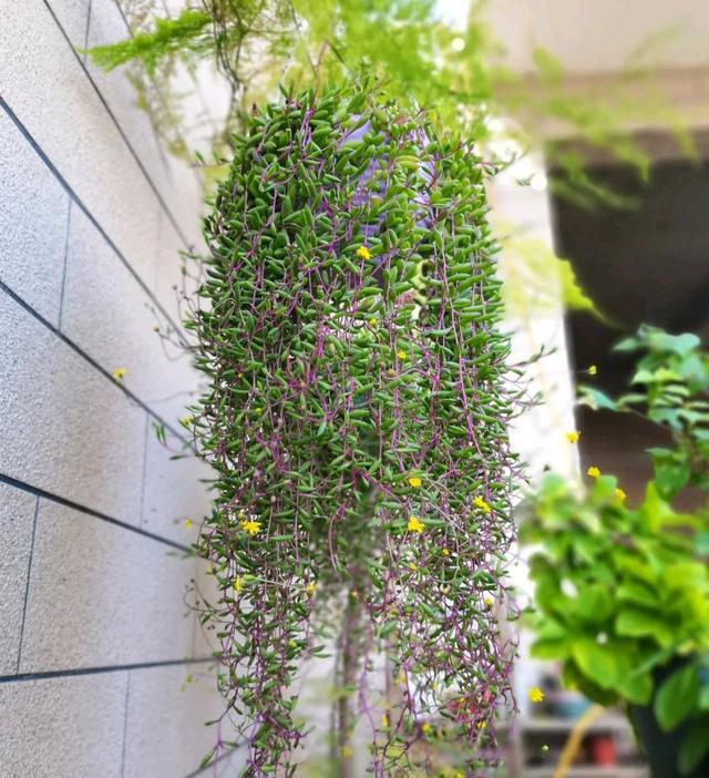 粉色的多肉有哪些品種_像多肉的花上面是粉色的_粉色的多肉怎么養