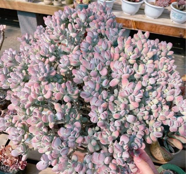 粉色的多肉有哪些品種_像多肉的花上面是粉色的_粉色的多肉怎么養