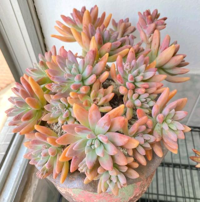 粉色的多肉有哪些品種_粉色的多肉怎么養_像多肉的花上面是粉色的