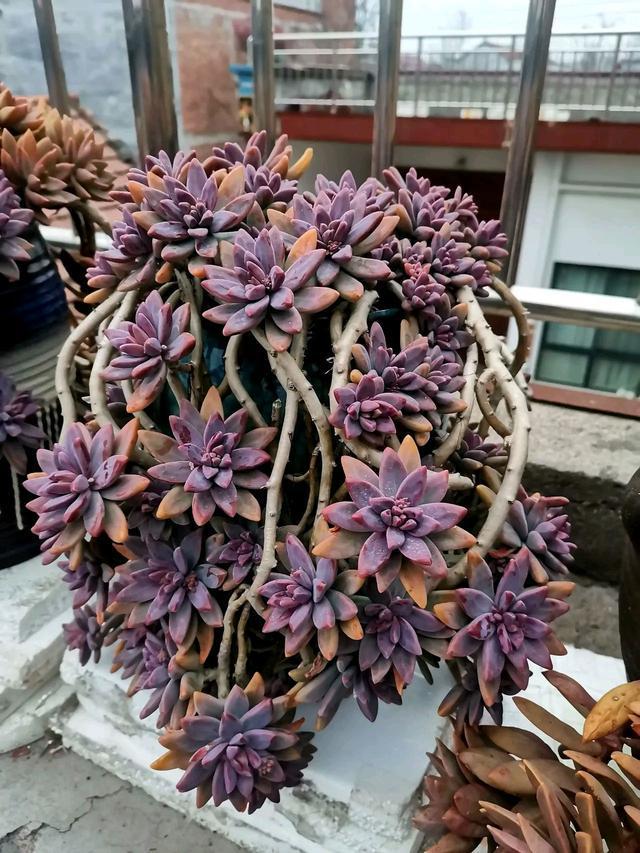 粉色的多肉有哪些品種_粉色的多肉怎么養_像多肉的花上面是粉色的