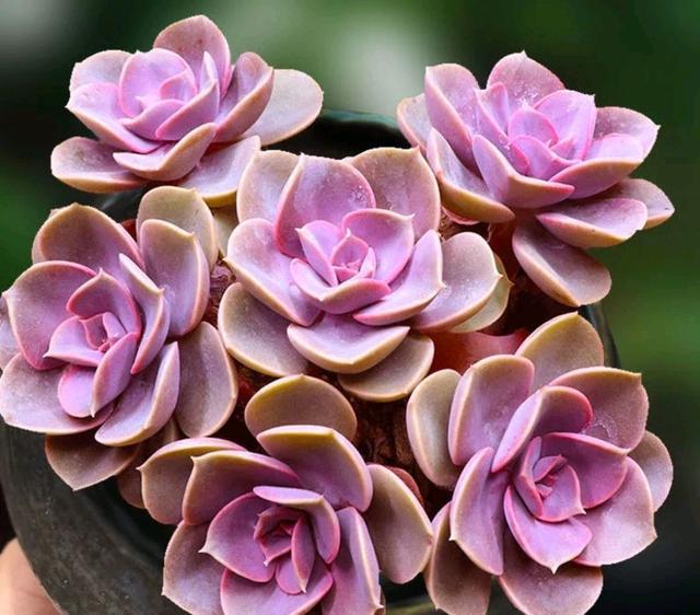 粉色的多肉怎么養_粉色的多肉有哪些品種_像多肉的花上面是粉色的