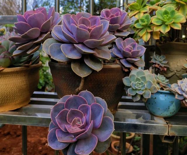 粉色的多肉怎么養_像多肉的花上面是粉色的_粉色的多肉有哪些品種