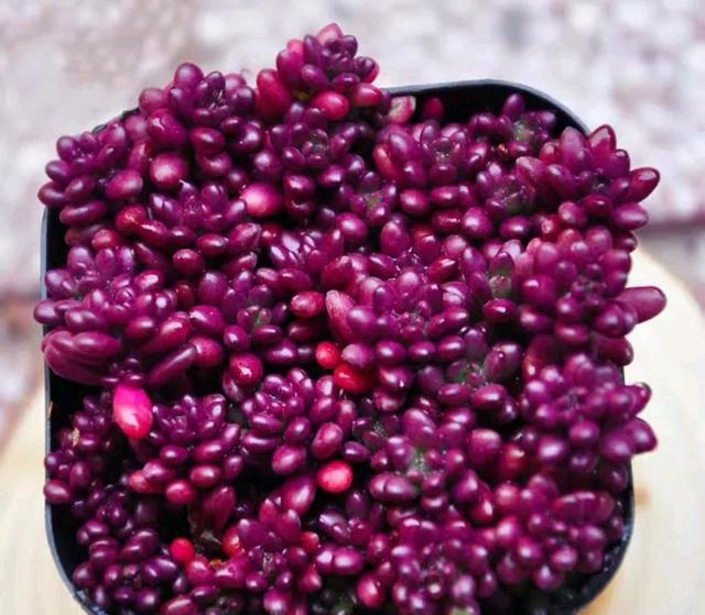 粉色的多肉怎么養_像多肉的花上面是粉色的_粉色的多肉有哪些品種