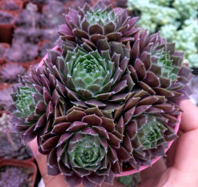 粉色的多肉有哪些品種_像多肉的花上面是粉色的_粉色的多肉怎么養