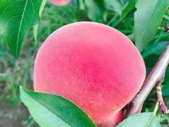 家里吃完水果的果核能種植嗎,當(dāng)然可以,方法簡(jiǎn)單好學(xué)