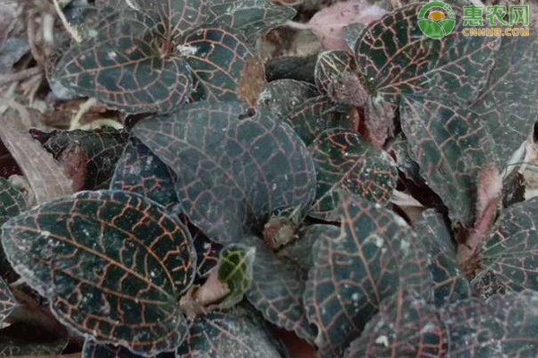 種植業免稅政策_種植業有哪些種類_種植業