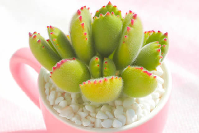 多肉熊童子能長多大_熊童子多肉怎么養_多肉熊童子怎么養肥