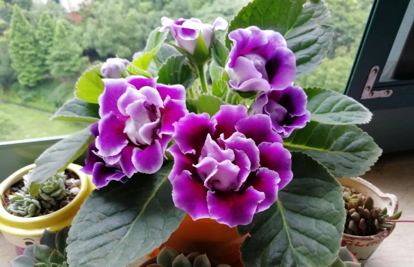 可以不見陽光的室內綠植_綠植能在陽光下曬嗎_室內陽光綠植見可以養的植物