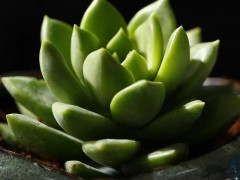 五月多肉黃金季！翻盆、換土正當時！