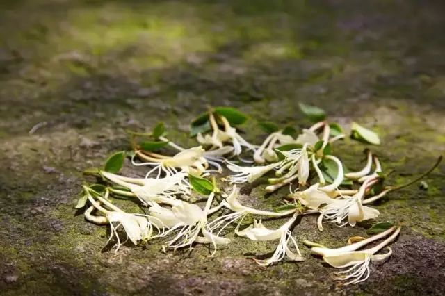 藥材常用種有中成藥嗎_常見(jiàn)中藥藥材_常用的中藥材有多少種