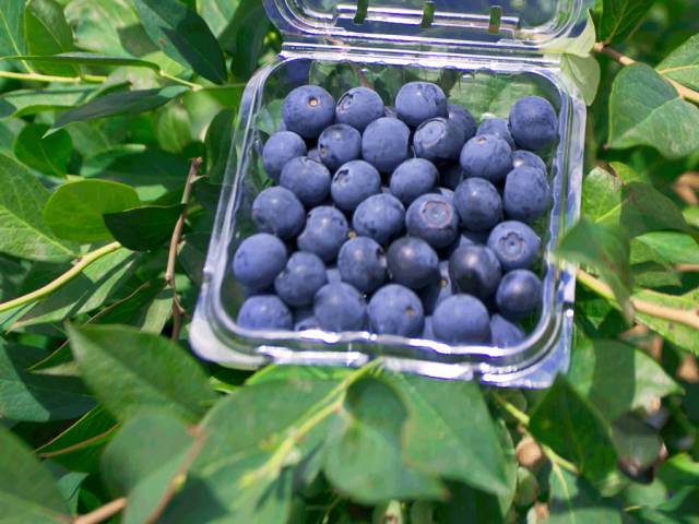 藍(lán)莓農(nóng)藥多嗎_藍(lán)莓的農(nóng)藥殘留多嗎_藍(lán)莓農(nóng)藥打的多嗎