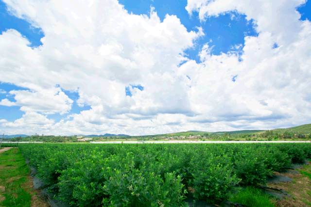 藍(lán)莓農(nóng)藥多嗎_藍(lán)莓農(nóng)藥打的多嗎_藍(lán)莓的農(nóng)藥殘留多嗎