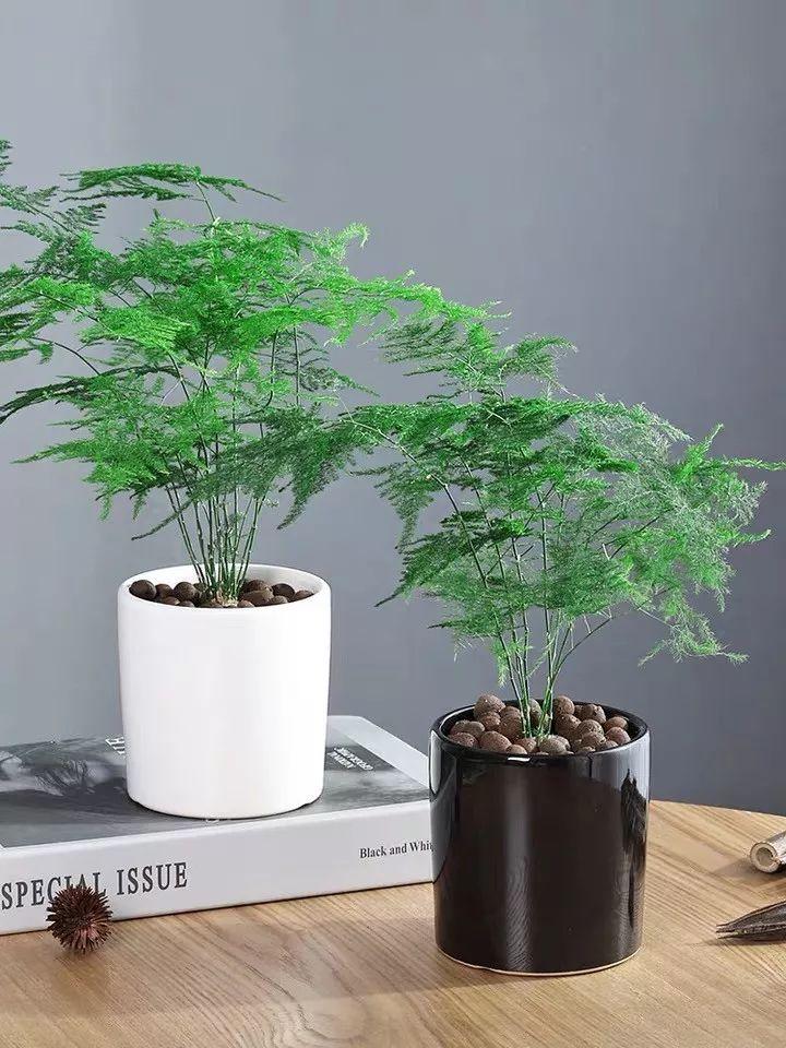 耐寒耐陰綠植盆栽_最耐陰耐寒的常年綠植_常年耐寒綠植耐陰的植物