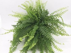 盤點15種“耐陰花”，適合光照不好的房間，還能凈化空氣