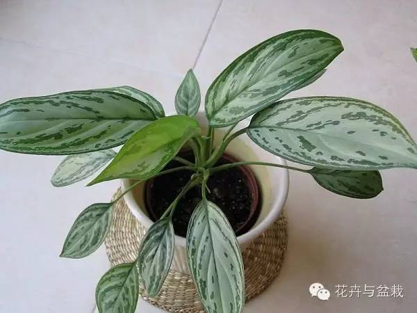 常用室內綠植品種_室內常用綠植_常用室內綠植有哪些