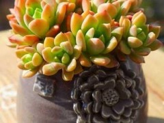 每日一花（五十八）多肉特輯，喜歡看天氣變臉的馬庫斯