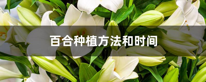 百合種植技術(shù)與栽培管理_百合種植_百合種植畝產(chǎn)值及利潤(rùn)